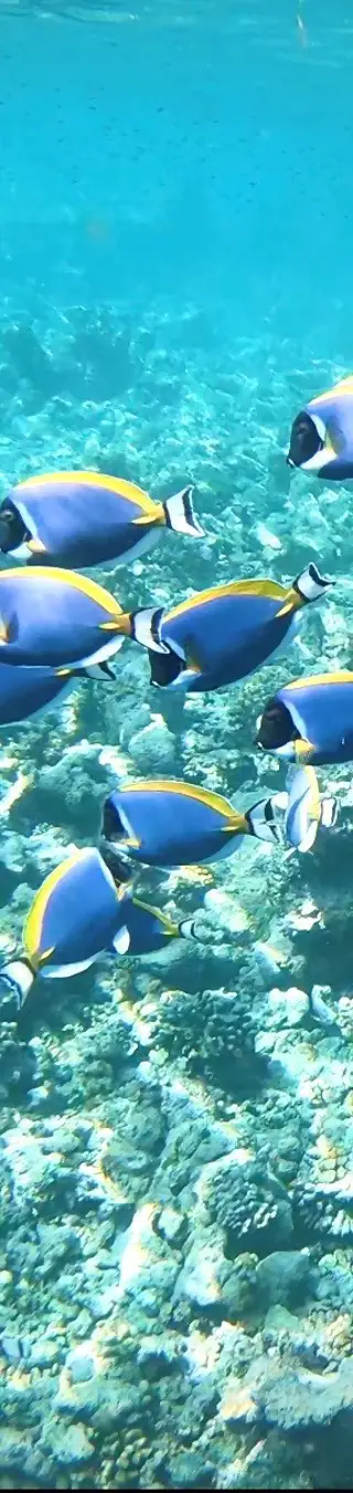 Un magnifique monde sous-marin
